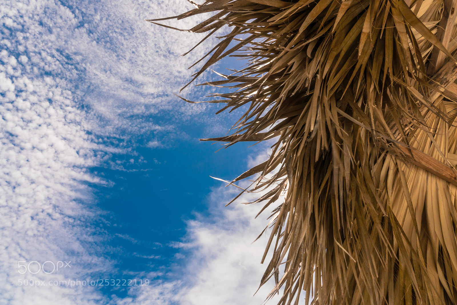 Sony a7R II sample photo. Palm tree umbrella against photography