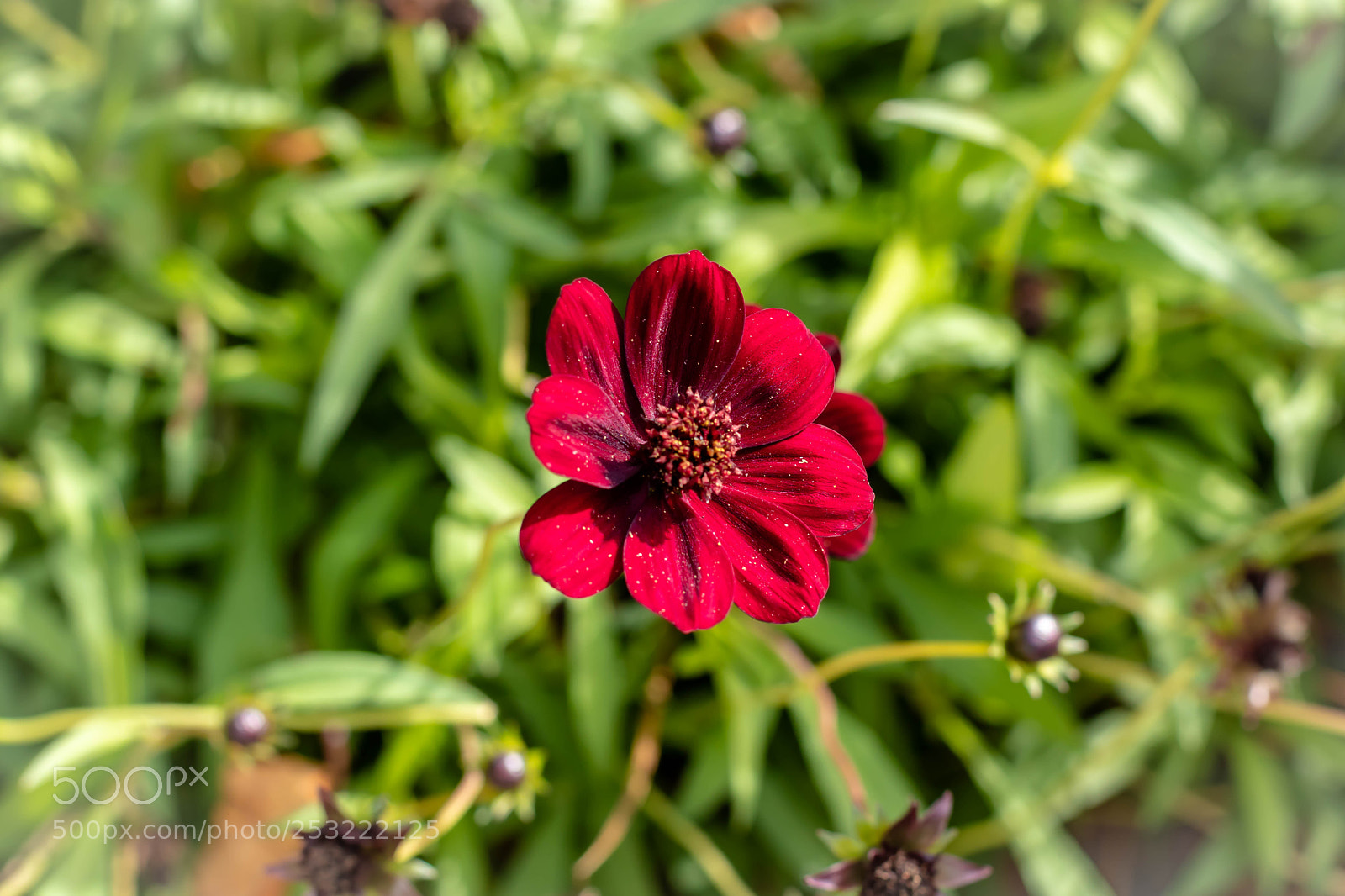 Canon EOS 80D sample photo. Crimson red autumn flower photography
