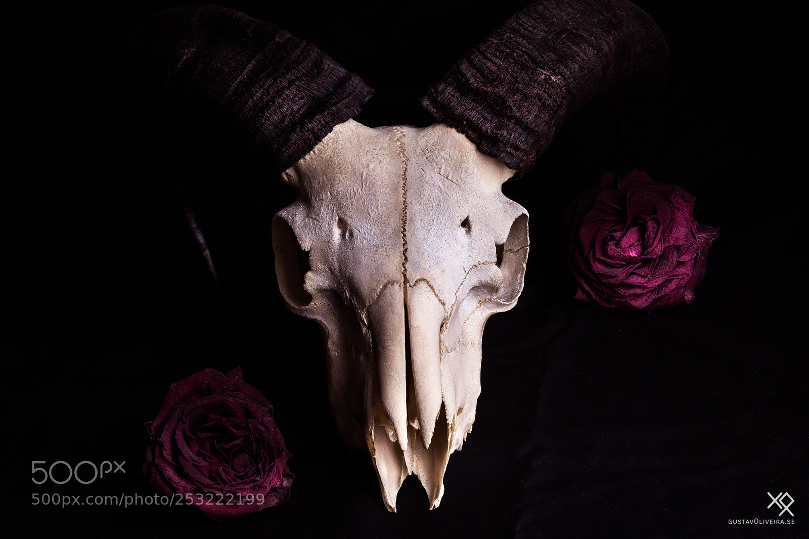 Canon EOS 5D Mark II sample photo. Study on still life photography