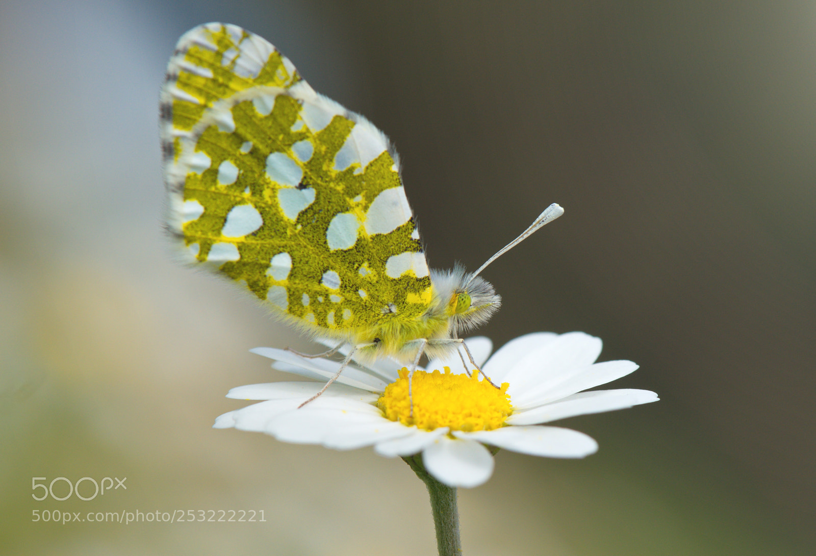 Nikon D810 sample photo. *** photography