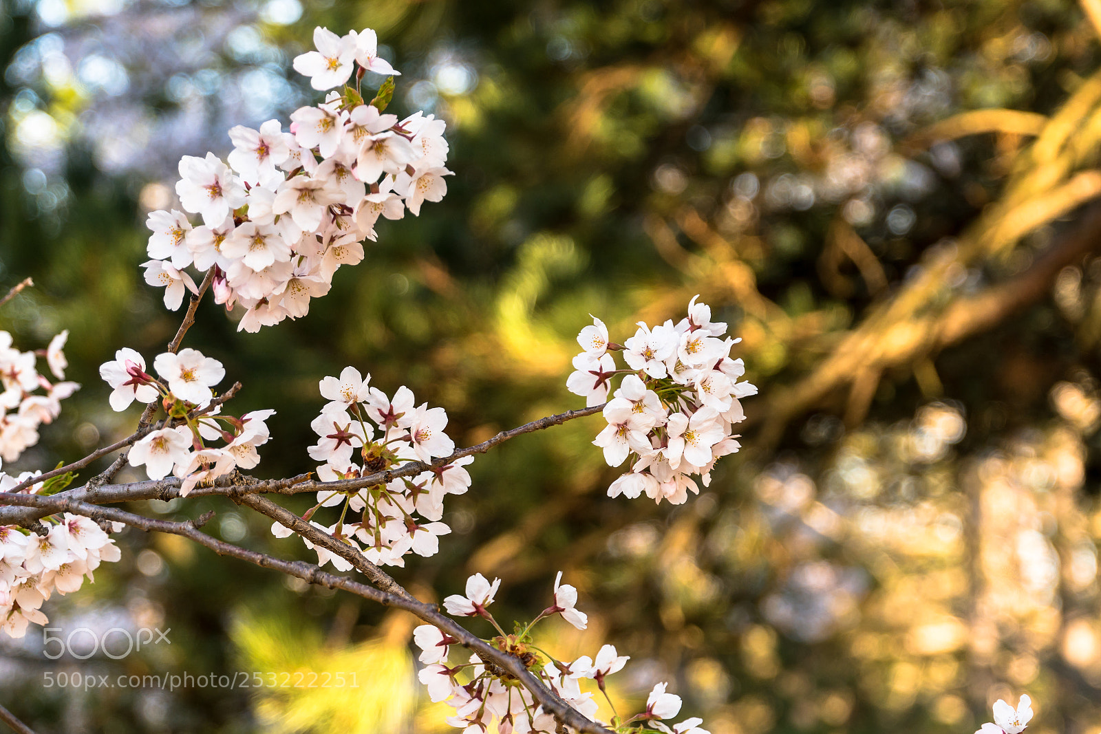 Sony a7R II sample photo. Bright and cheerfull branches photography
