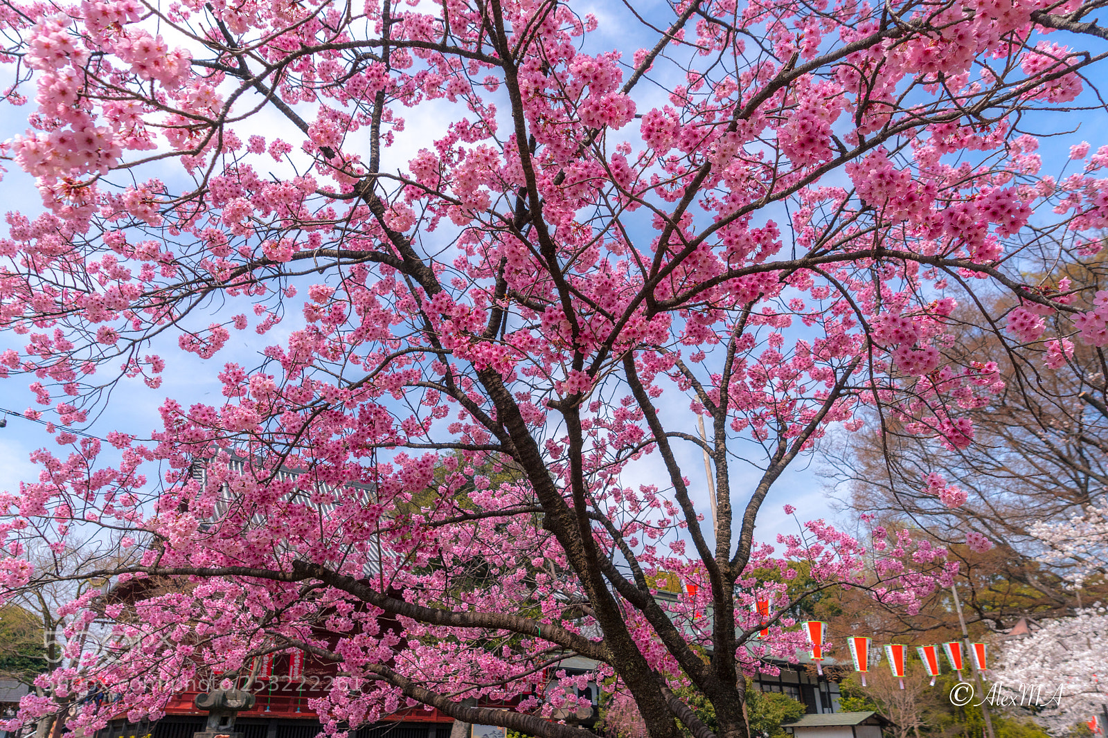 Sony a7 sample photo. Sakura trees photography