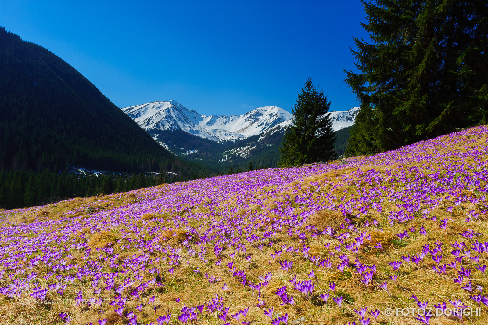 Nikon D700 sample photo. Crocuses in chocholowska valley photography