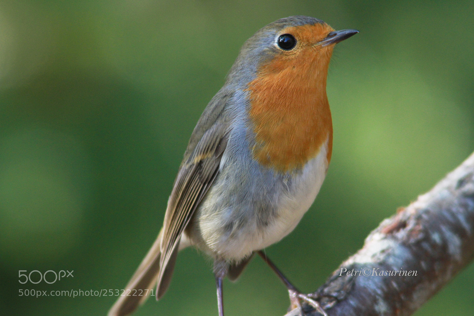 Canon EOS 7D sample photo. Robin photography