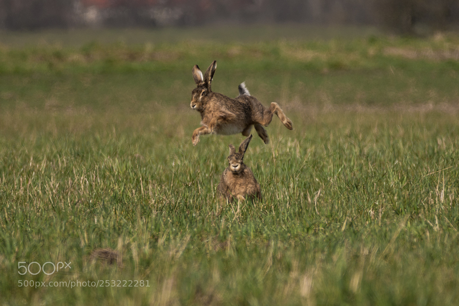 Nikon D7200 sample photo. Hare games photography