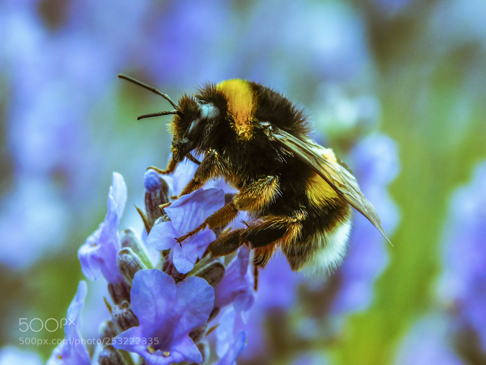 Nikon Coolpix L840 sample photo. Pollination photography