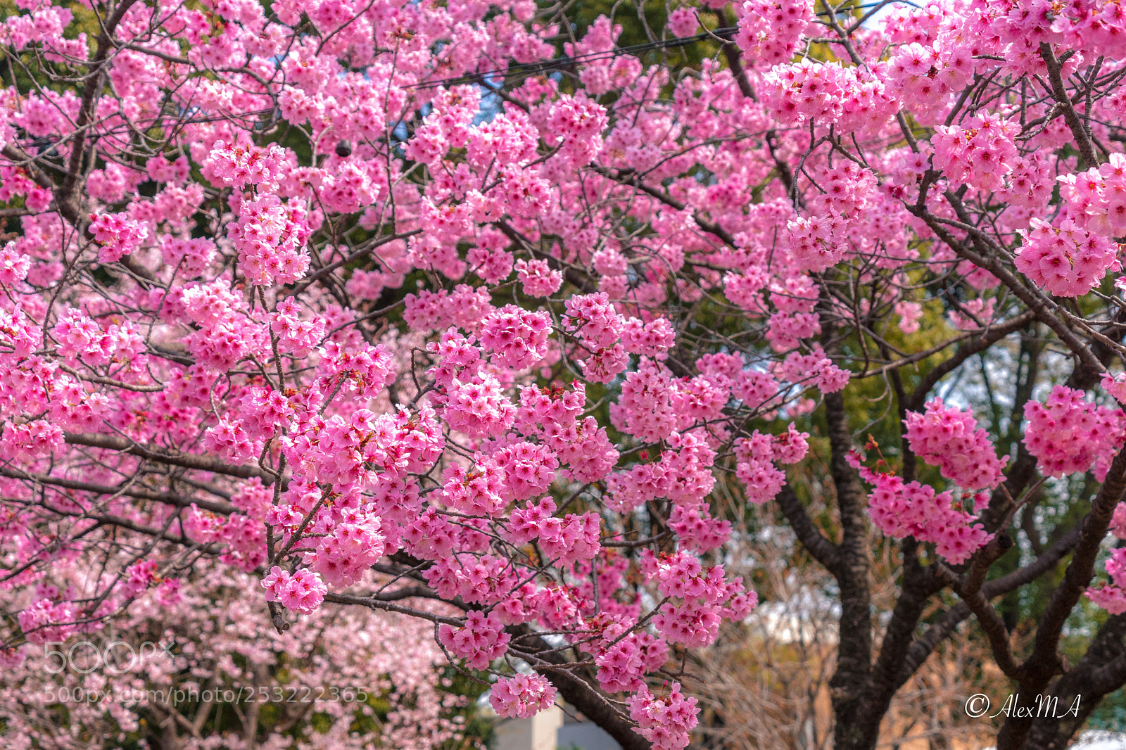 Sony a7 sample photo. Sakura trees photography