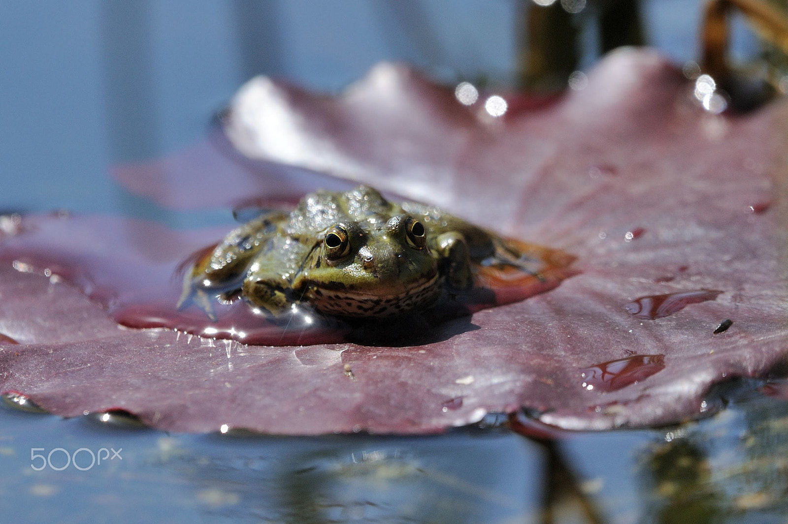 Nikon D3 + Sigma 150-600mm F5-6.3 DG OS HSM | C sample photo. Water frog photography