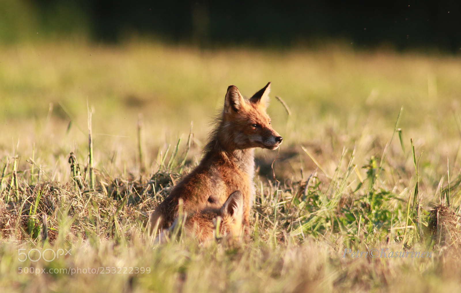 Canon EOS 7D sample photo. Fox photography
