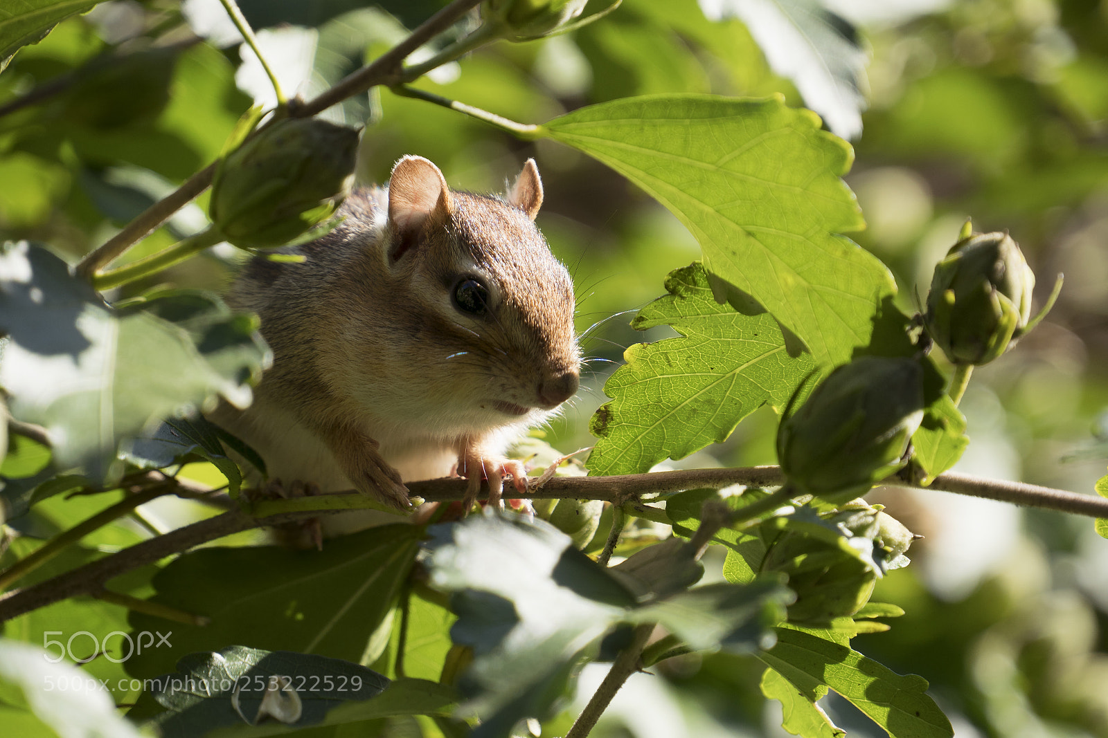 Sony a7R II sample photo. Chipmunk on tree branch photography