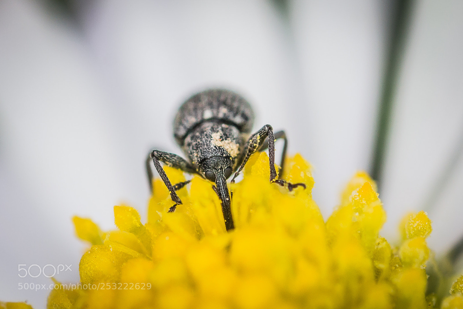 Canon EOS 70D sample photo. Insect photography