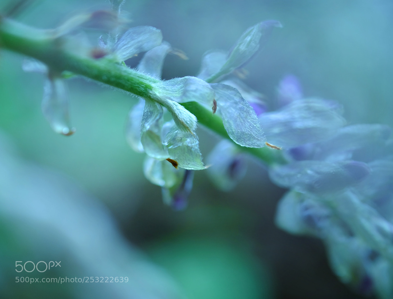 Fujifilm X-T1 sample photo. Wisteria photography
