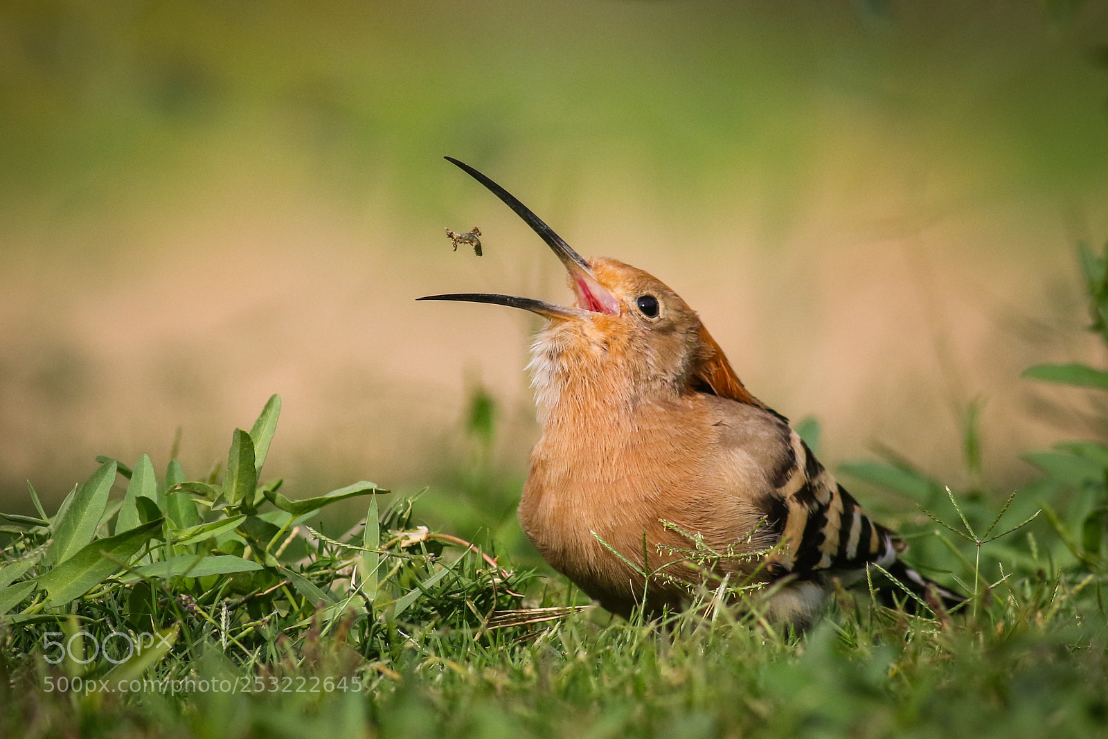 Canon EOS 7D Mark II sample photo. Hoopoe photography