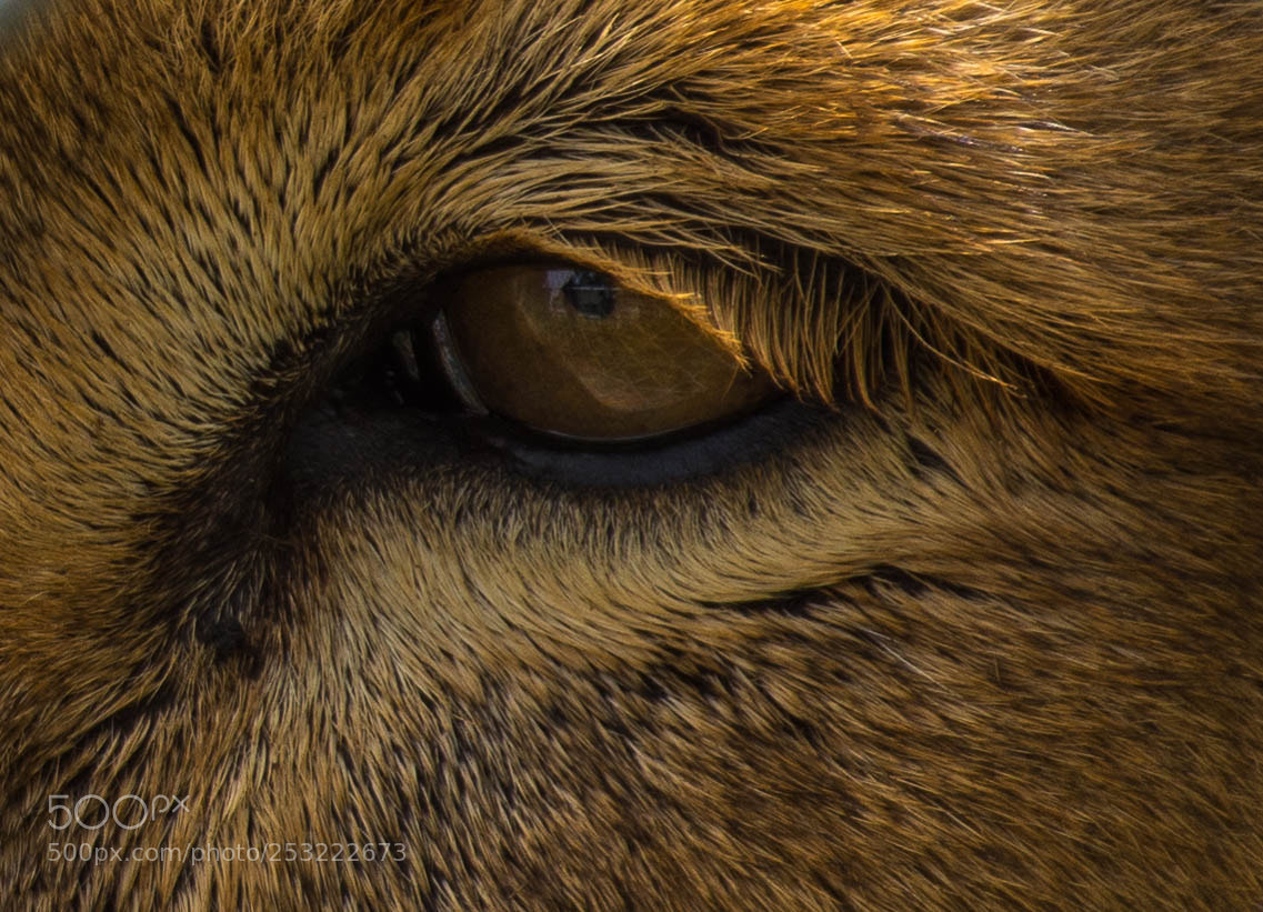 Nikon D7200 sample photo. Le regard du lion photography