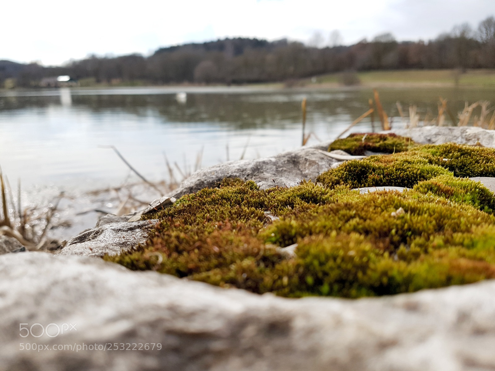 Samsung Galaxy S7 sample photo. Moss photography