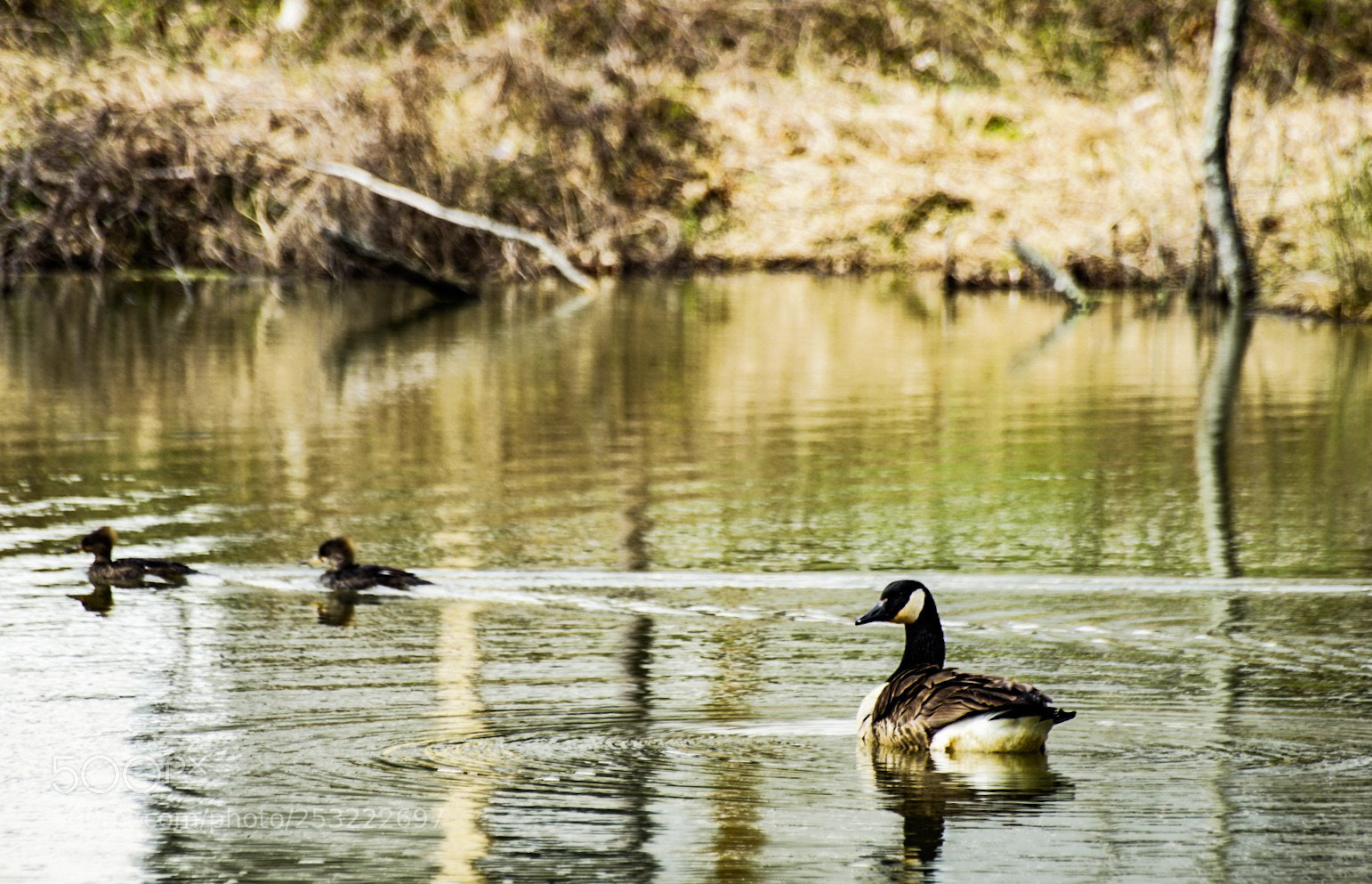 Sony a6000 sample photo. Entourage on the water 1 photography