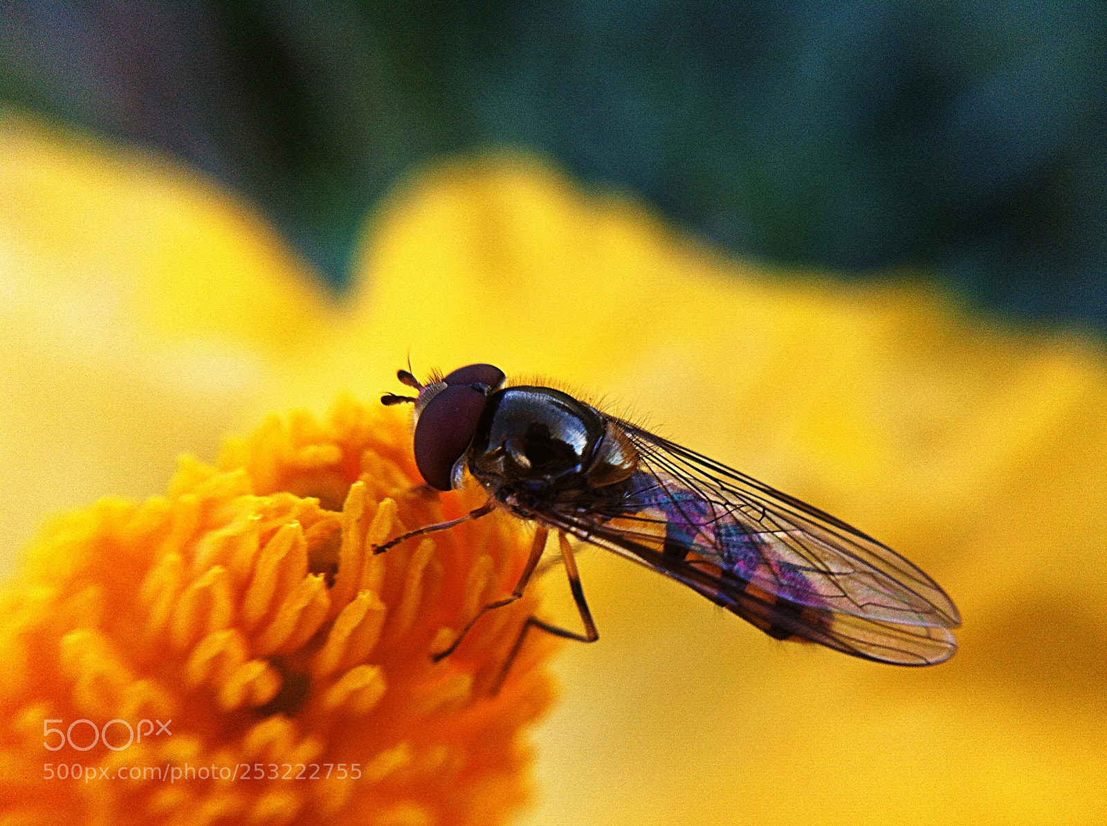 Apple iPhone 4 sample photo. Fleur et insect photography