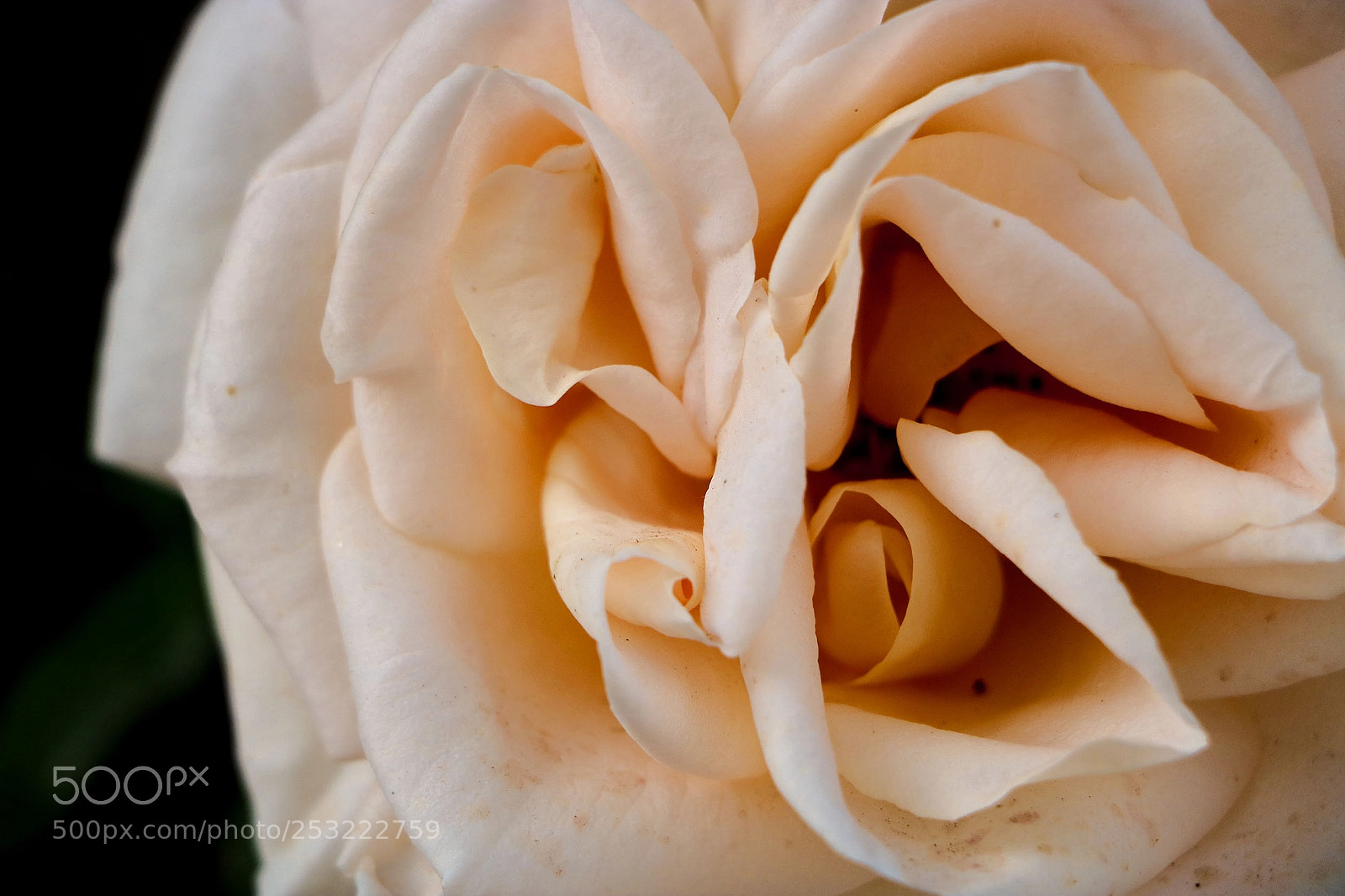 Canon EOS 760D (EOS Rebel T6s / EOS 8000D) sample photo. Inside a flower photography