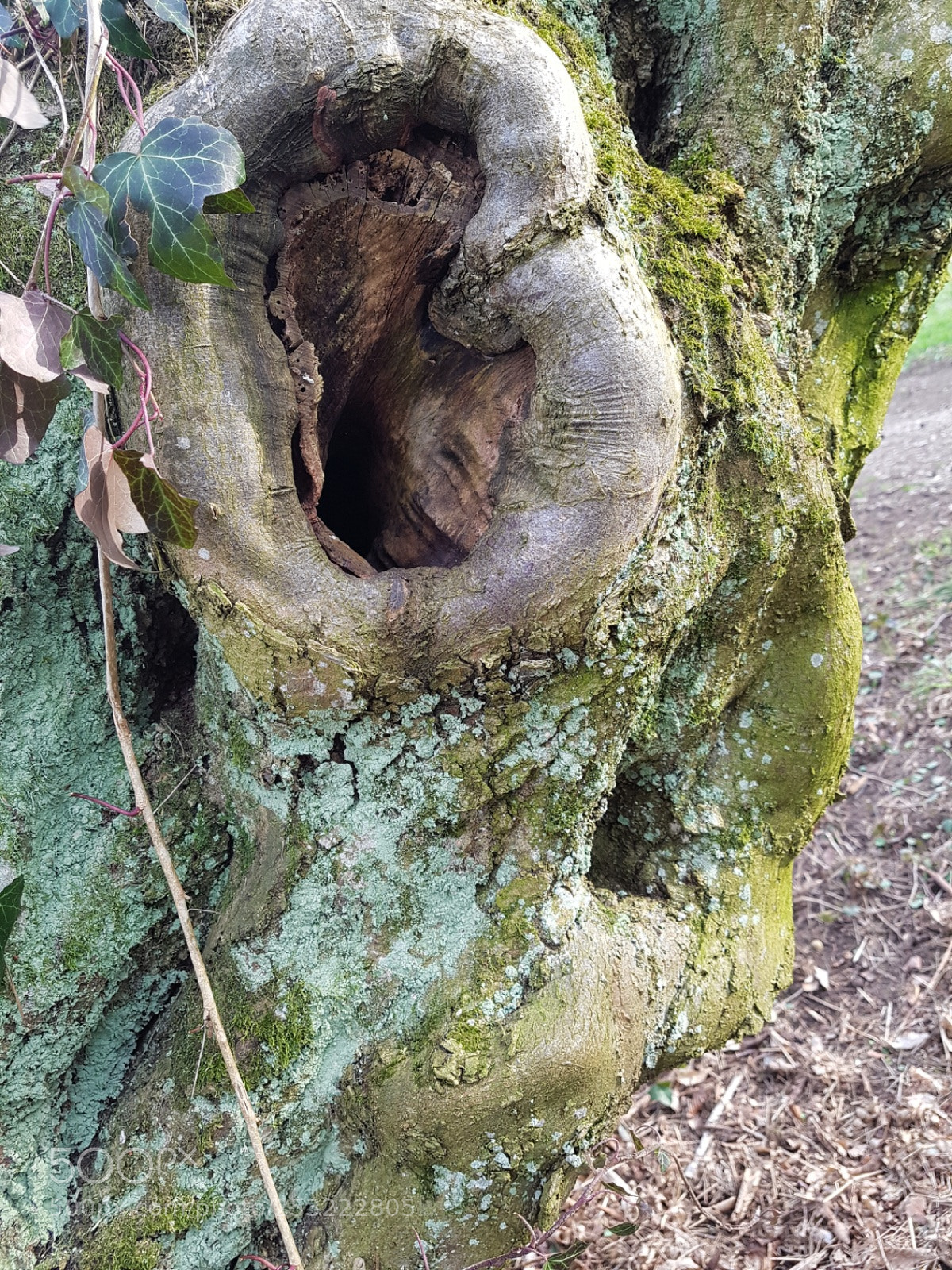 Samsung Galaxy S7 sample photo. Tree with face photography