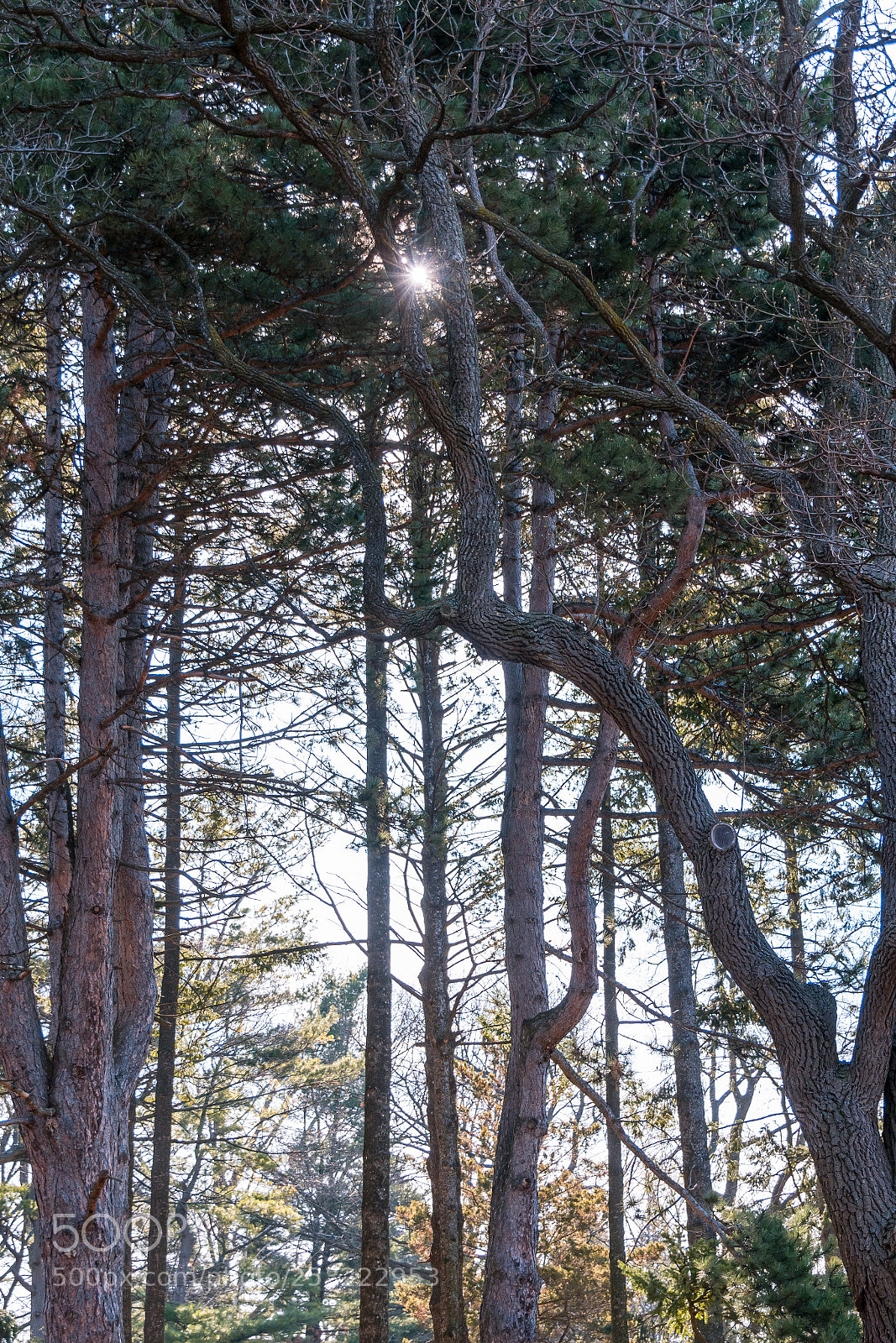 Sony a7R II sample photo. Low angle photo of photography