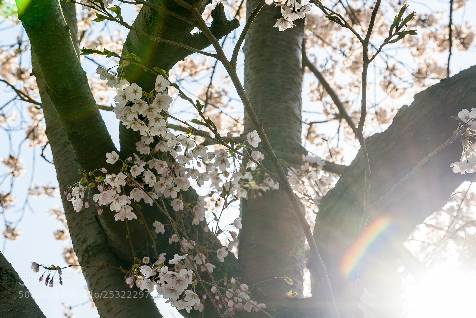 Sony a7R II sample photo. Early morning - sunshine photography