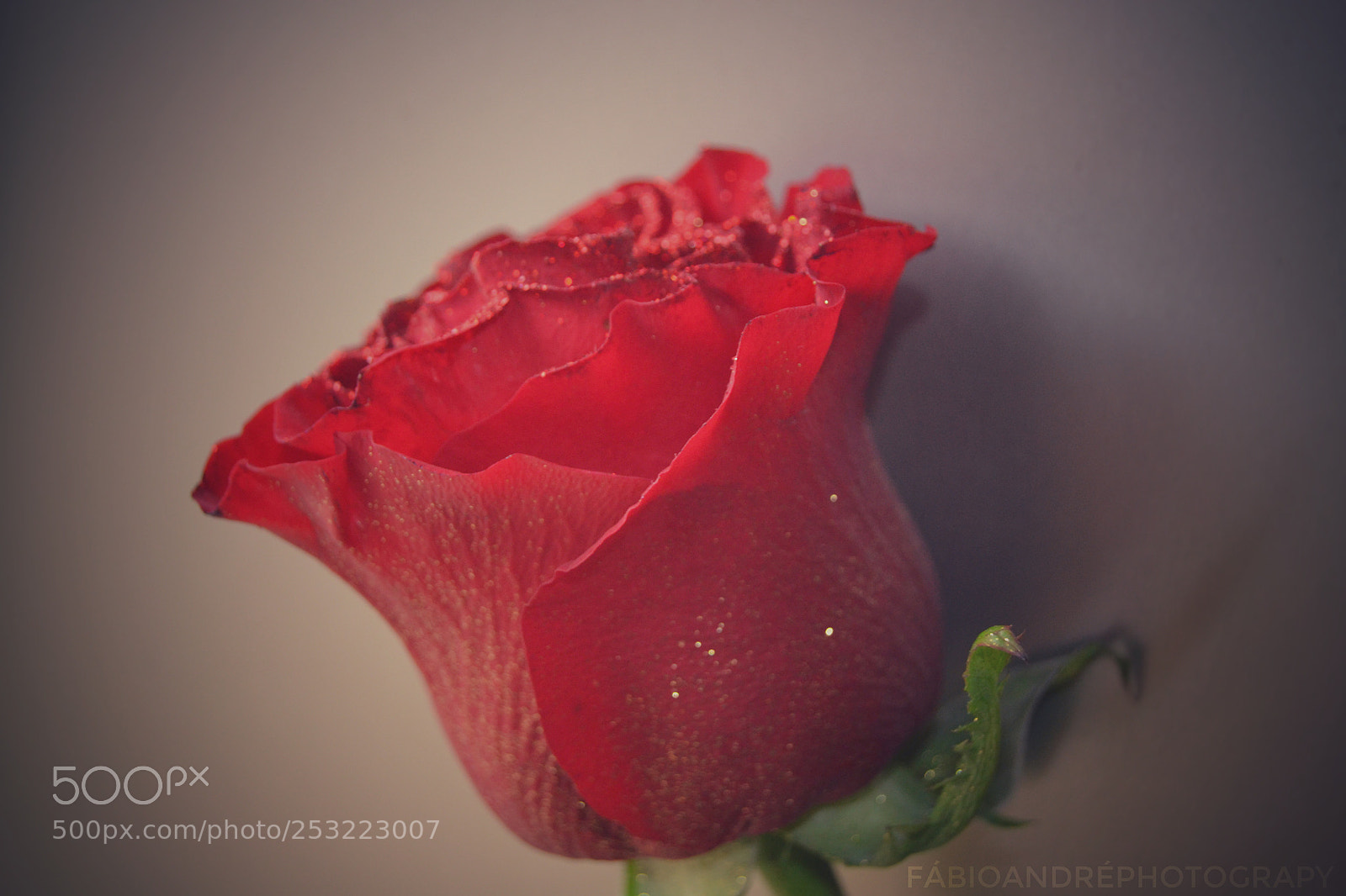 Nikon D3100 sample photo. Untitled photography