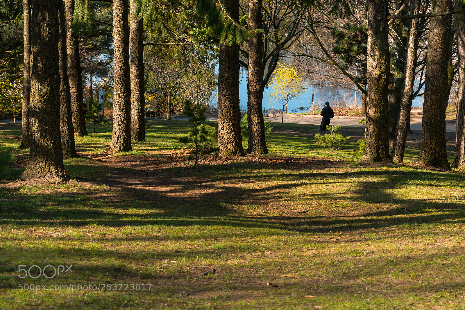 Sony a7R II sample photo. Park setting with a photography