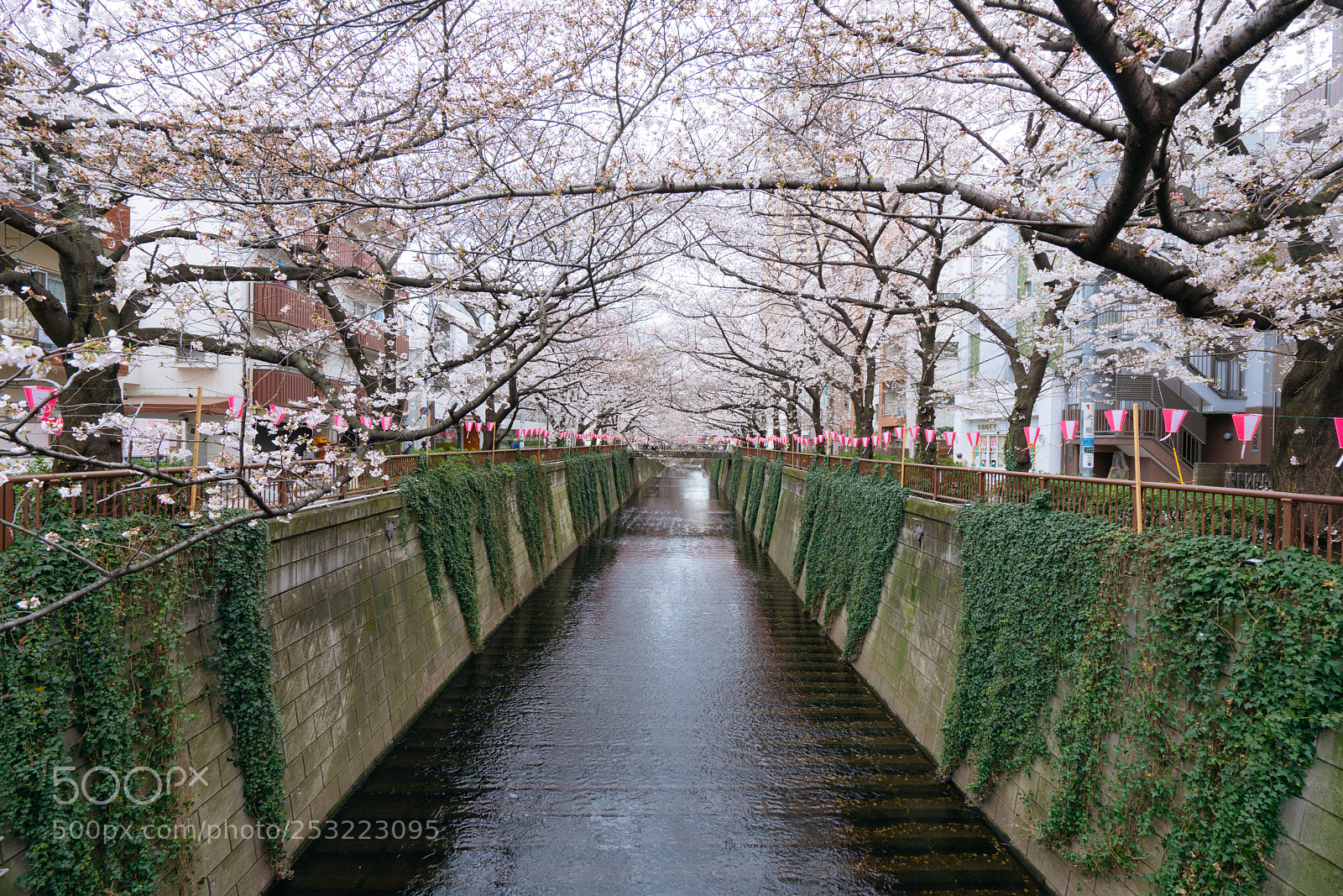 Sony a7R II sample photo. 目黑川 photography