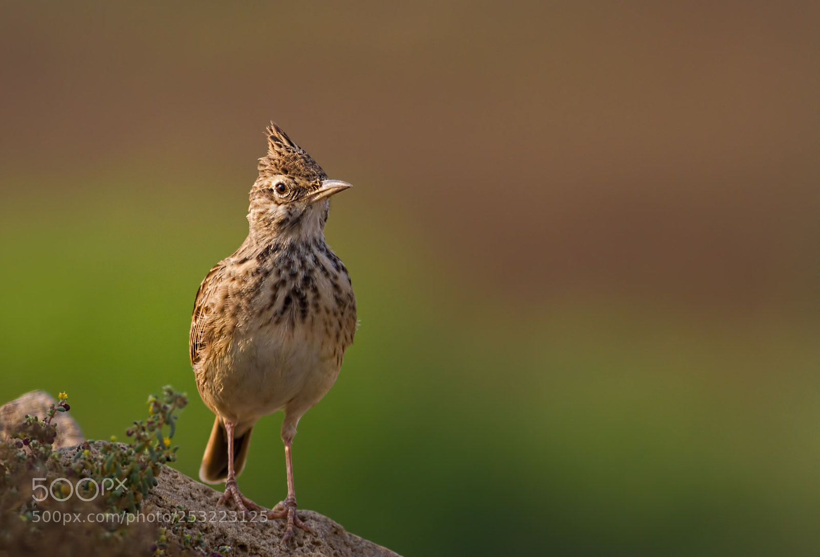 Canon EOS 7D sample photo. Crested lark... photography