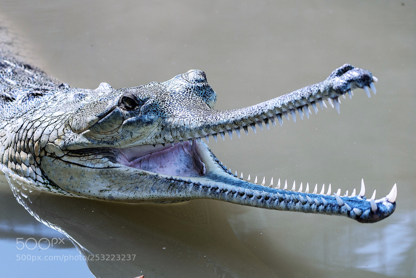 Nikon D500 sample photo. Slender-snouted crocodile photography