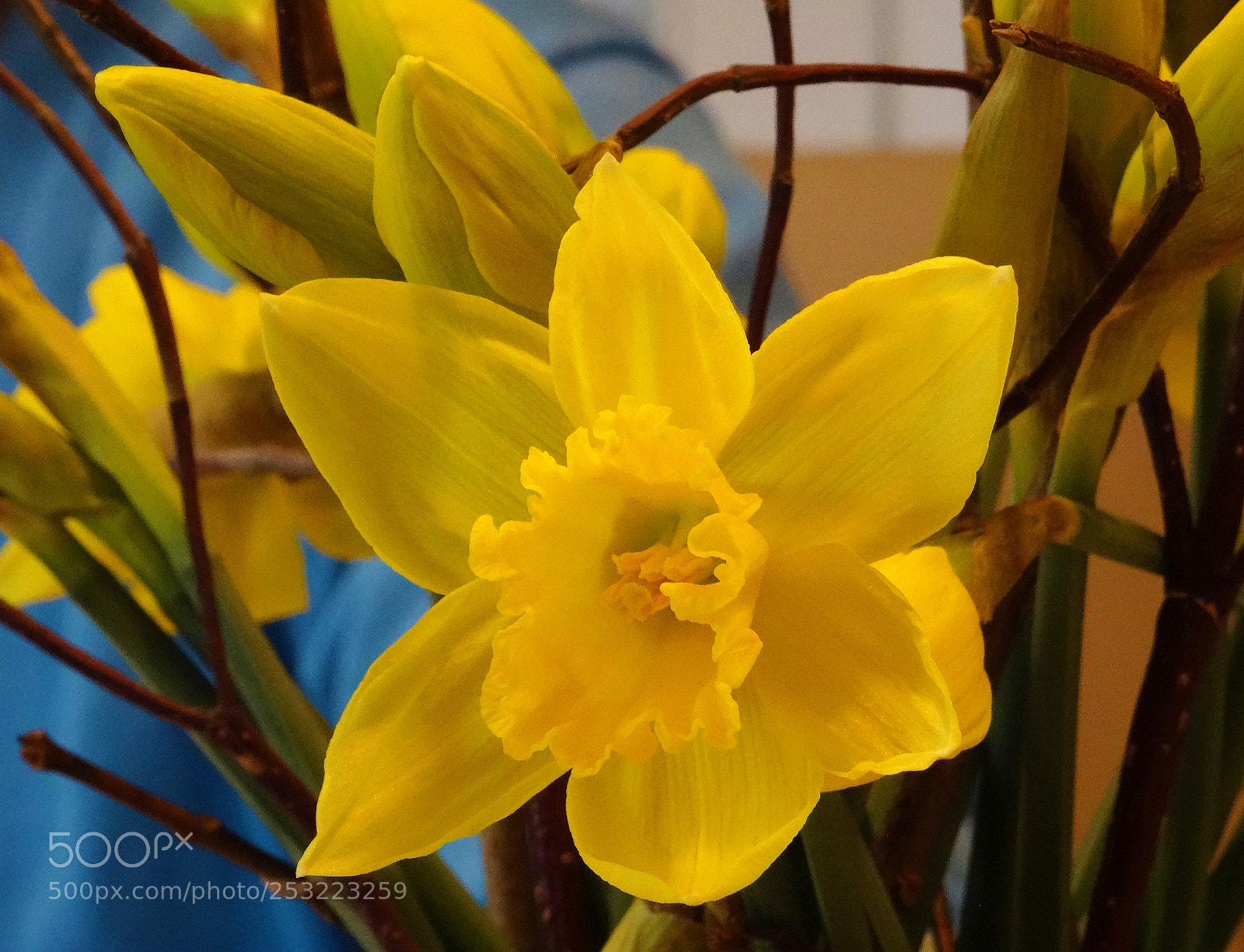 Sony DSC-HX50 sample photo. Yellow flower photography