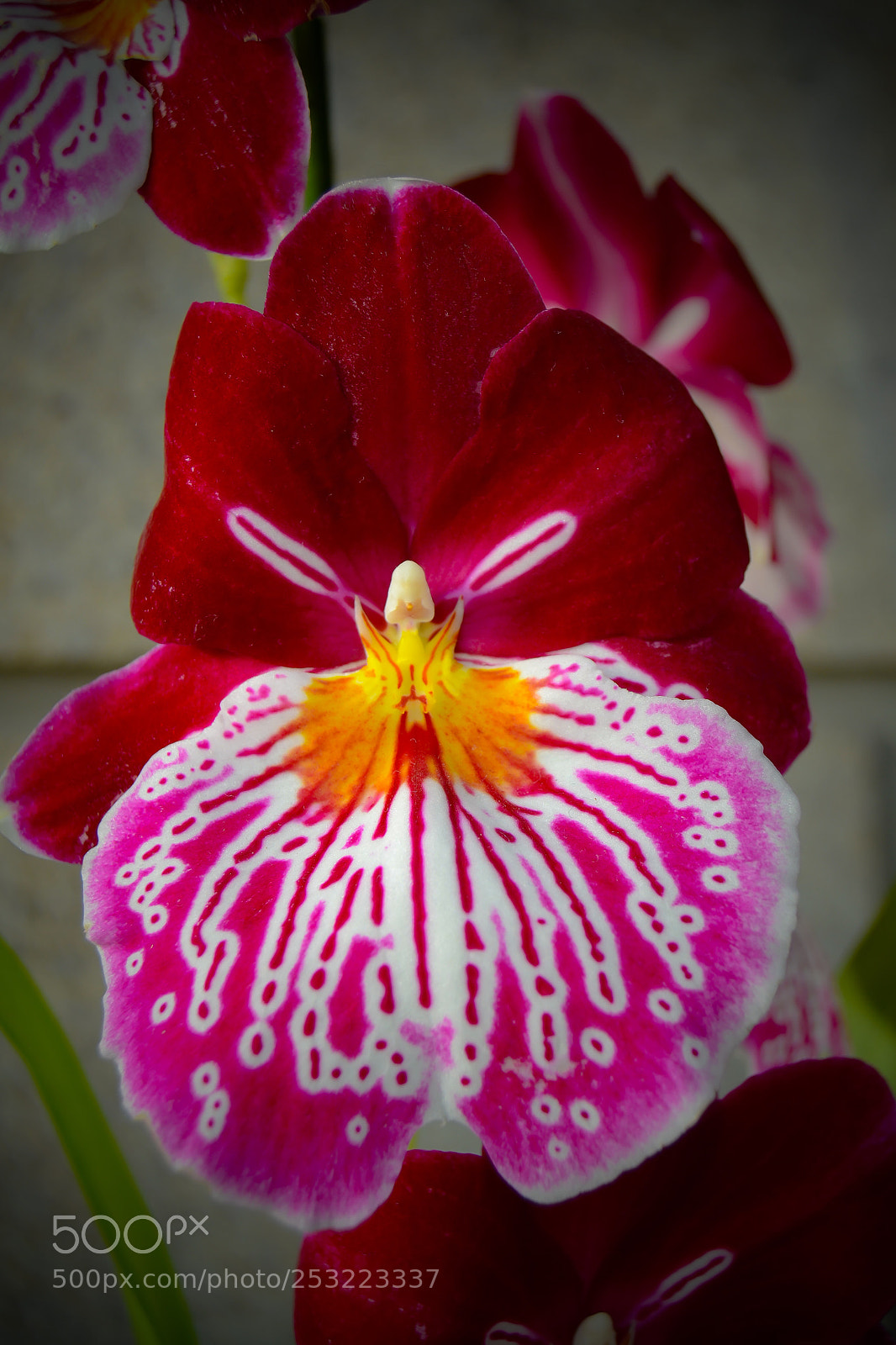 Nikon D3100 sample photo. Untitled photography
