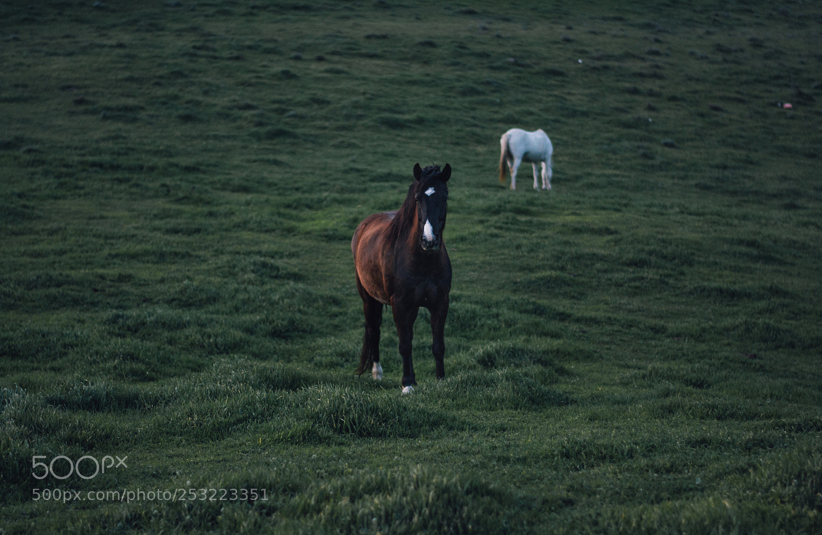 Nikon D5200 sample photo. Horses photography