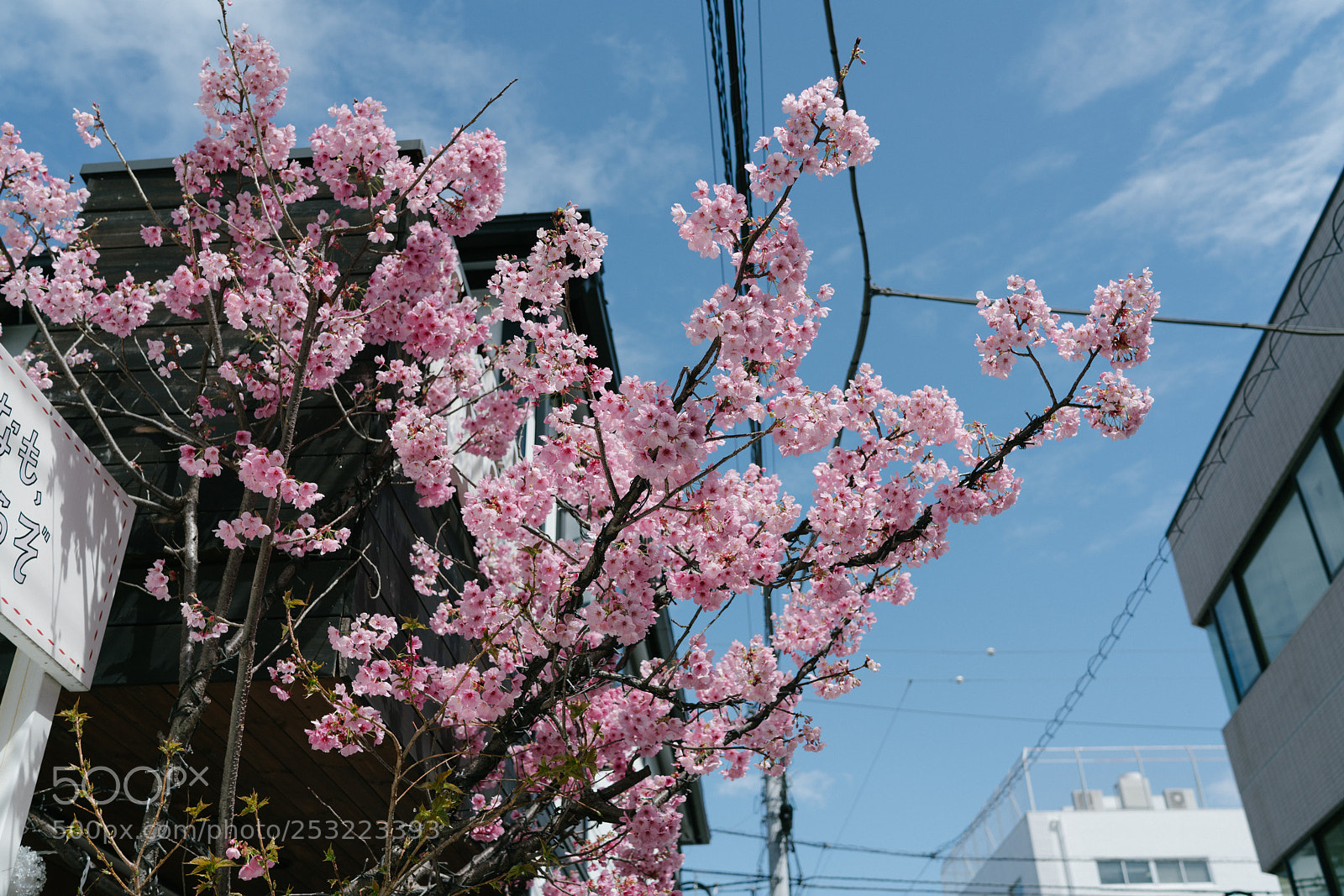 Sony a7R II sample photo. Sakura photography