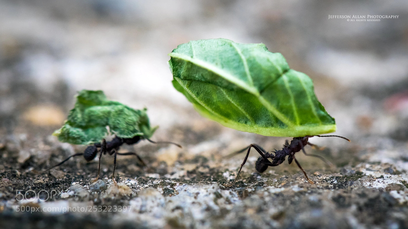 Canon EOS 5D Mark IV sample photo. Formiga photography