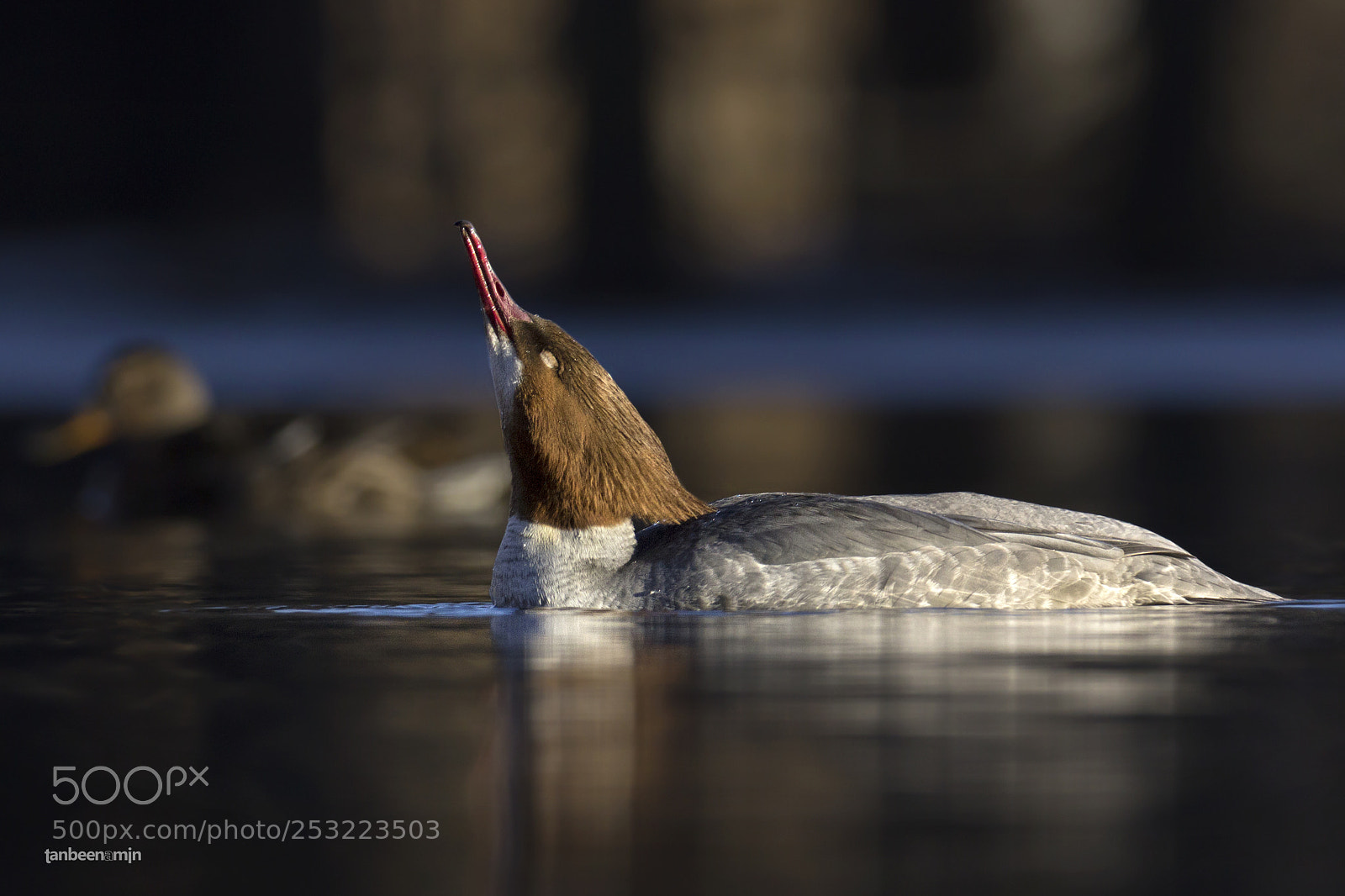 Canon EOS 600D (Rebel EOS T3i / EOS Kiss X5) sample photo. Peace (goosander) photography