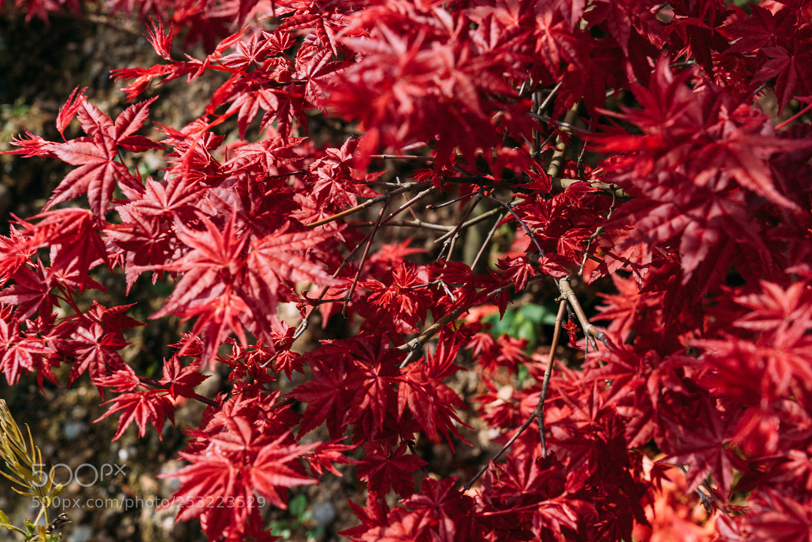 Sony a7R II sample photo. Maple photography