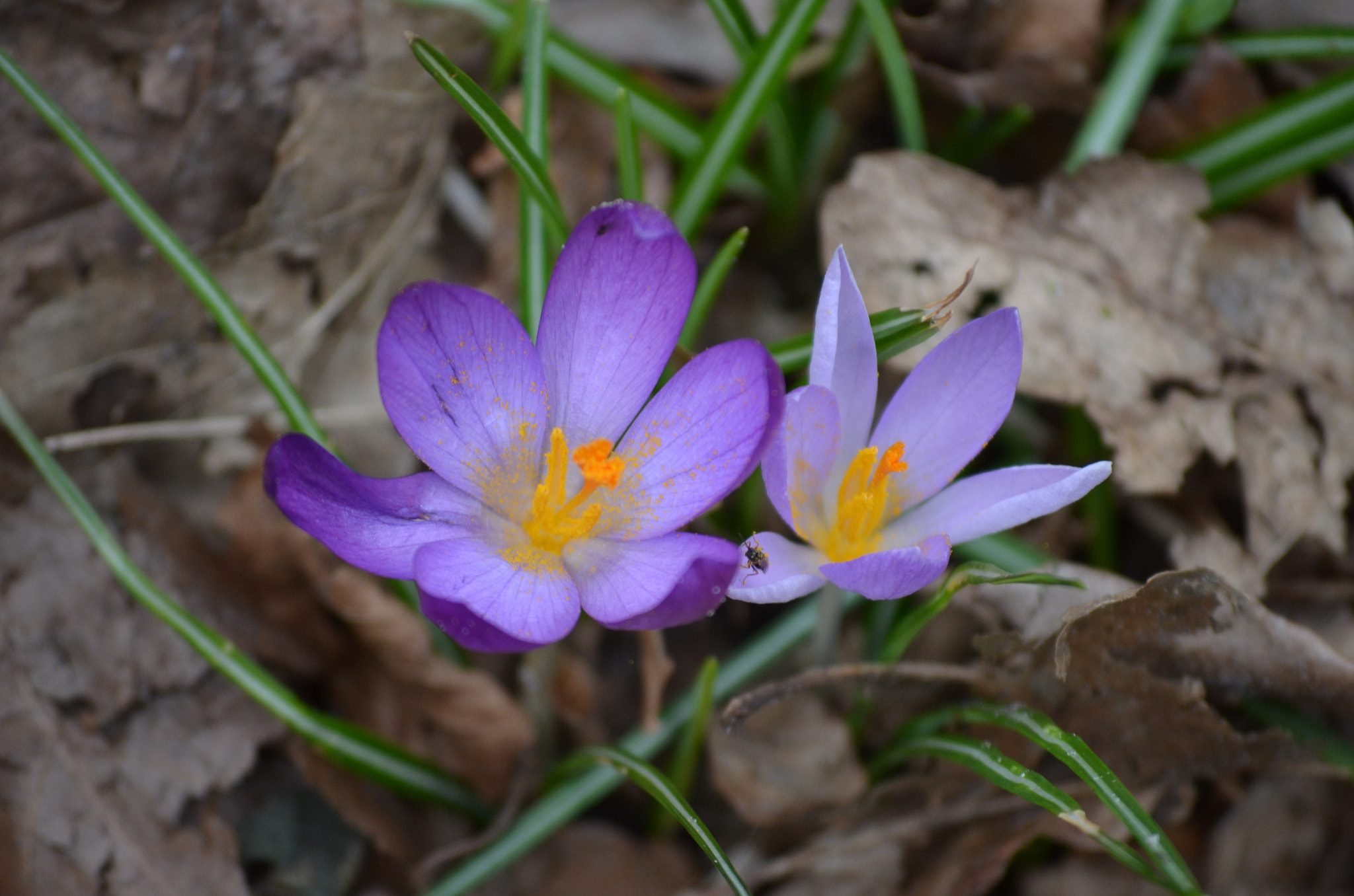 Nikon D5100 sample photo. Sign of spring photography