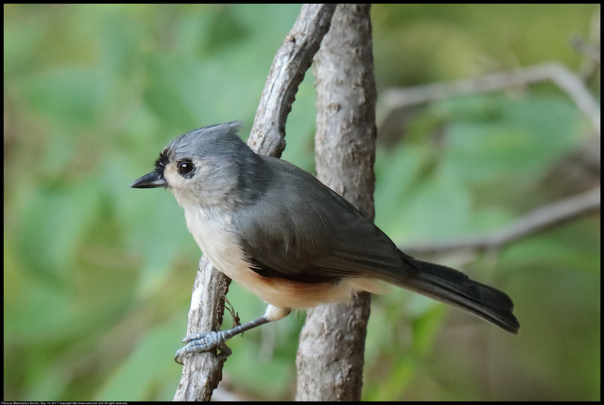 Canon EF 70-300 F4-5.6 IS II USM sample photo. Tufted titmouse (baeolophus bicolor) photography