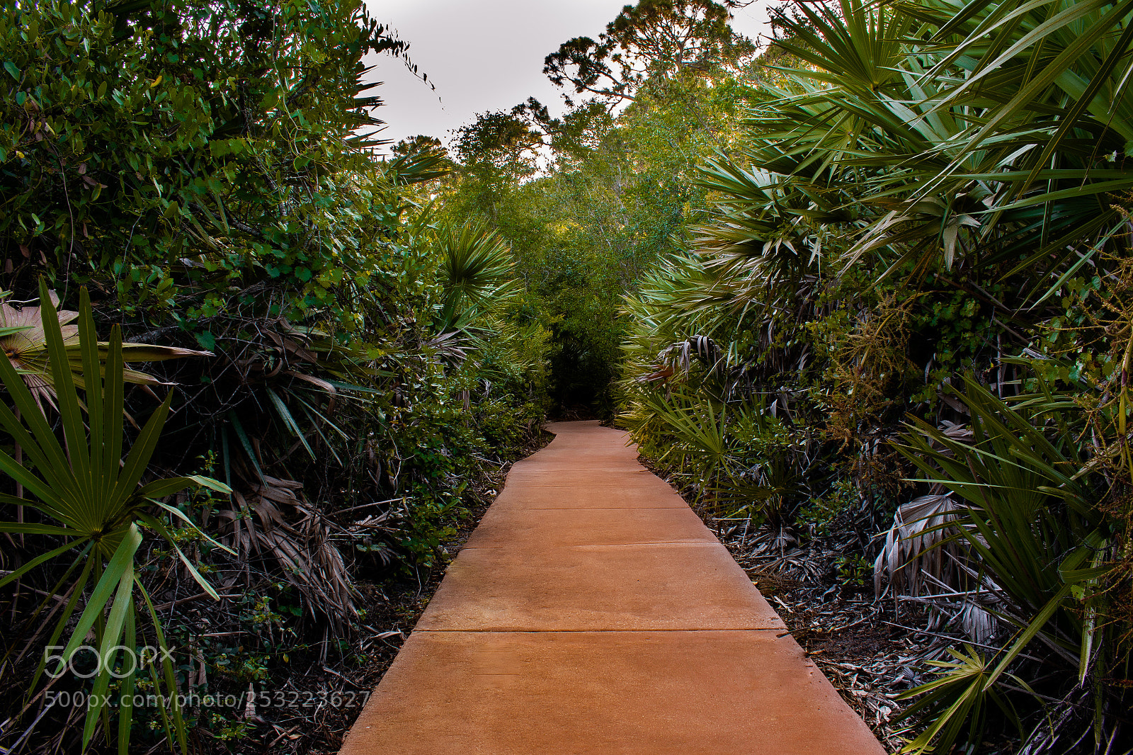 Nikon D3400 sample photo. Pathway darkness photography