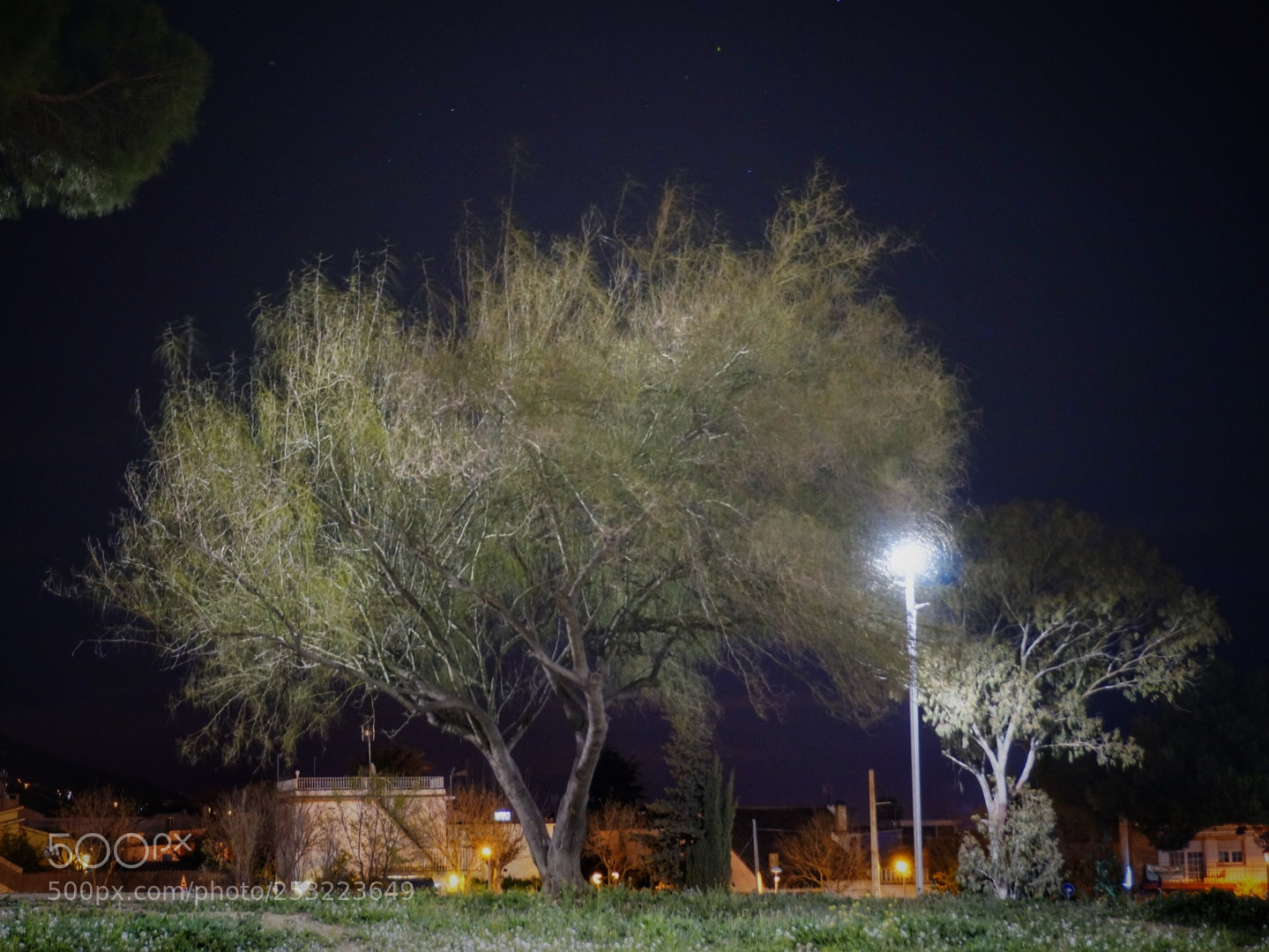 Sony Alpha NEX-6 sample photo. Arbol photography