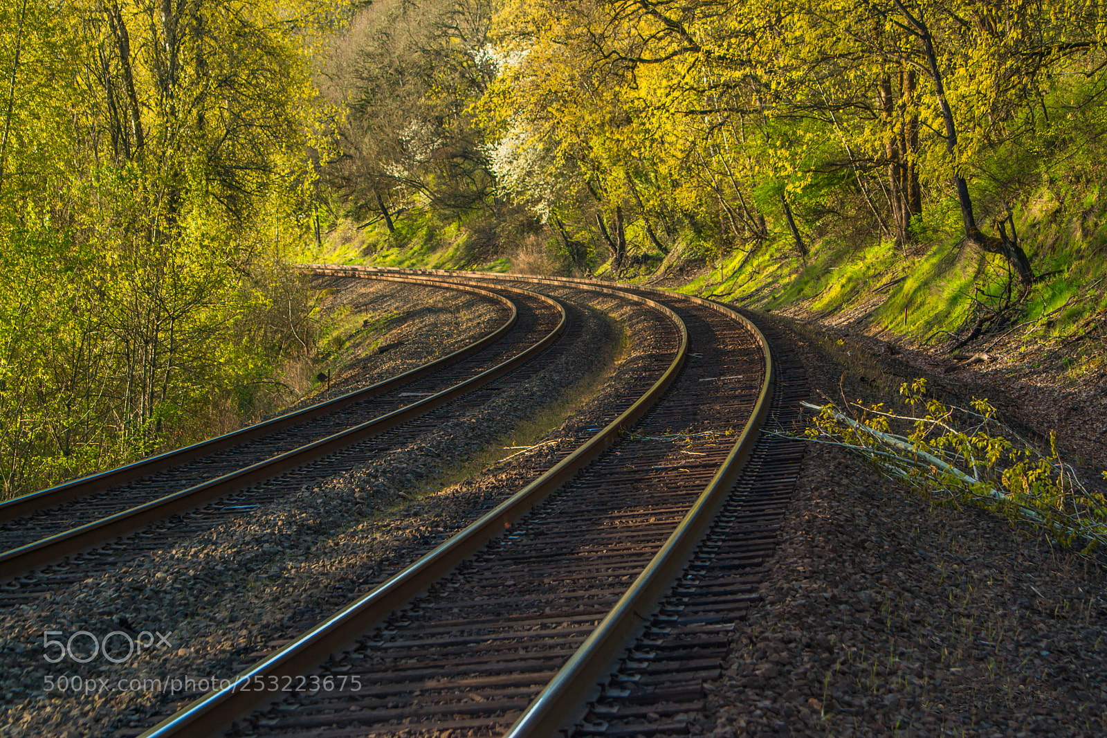Sony SLT-A77 sample photo. Tracks in the forest photography