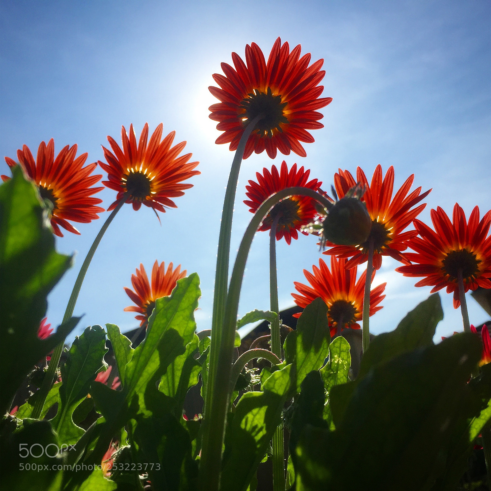 Apple iPhone 6 sample photo. Flowers photography