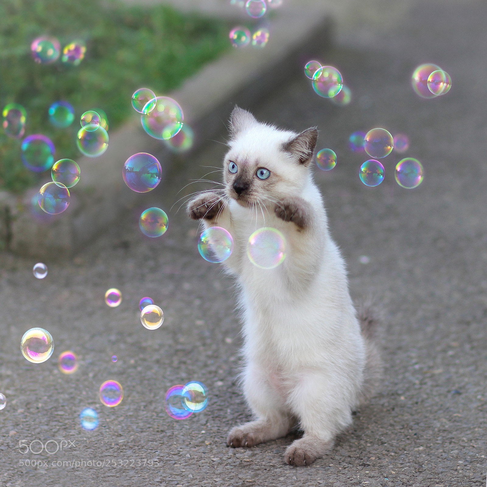 Canon EOS 600D (Rebel EOS T3i / EOS Kiss X5) sample photo. Kitten and soap bubbles photography