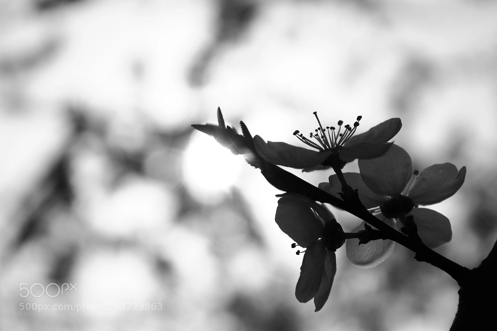 Canon EOS 1300D (EOS Rebel T6 / EOS Kiss X80) sample photo. Shadows of spring photography
