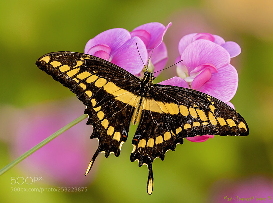 Canon EOS 40D sample photo. Toas papillon photography