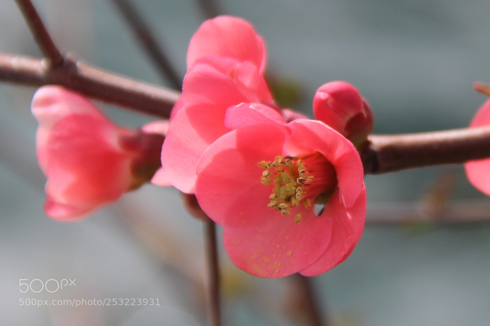 Canon EOS 600D (Rebel EOS T3i / EOS Kiss X5) sample photo. Blossoms  photography