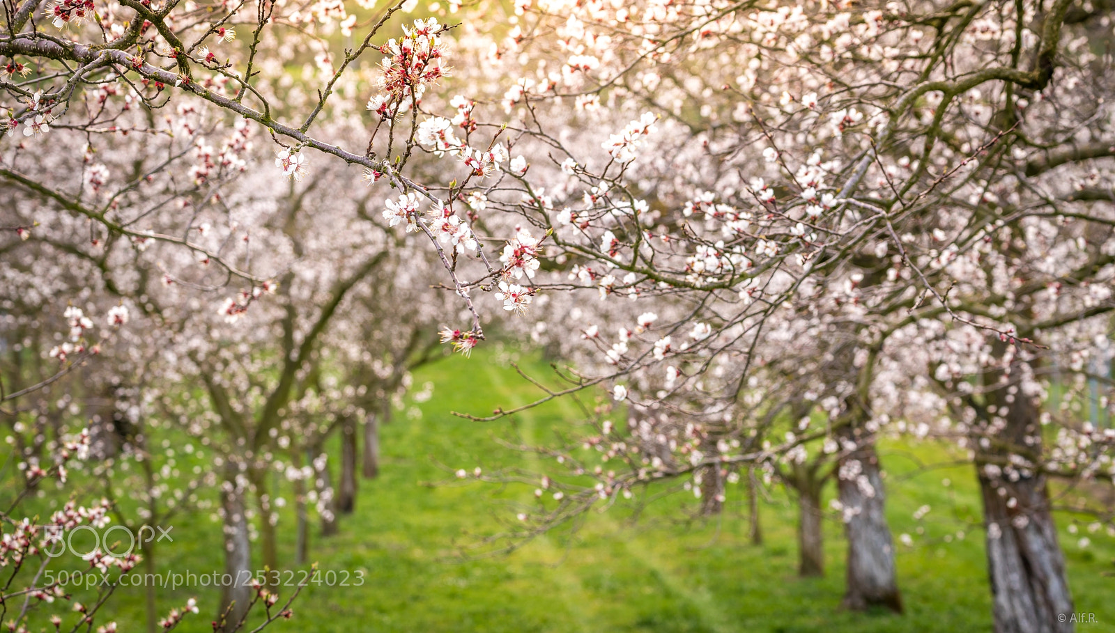 Sony a7R II sample photo. This is the wachau photography