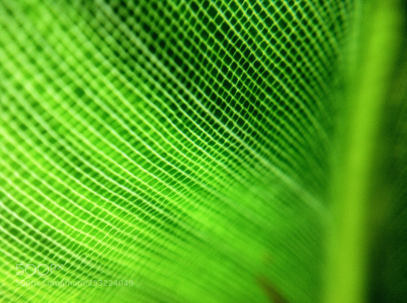 Apple iPhone 4 sample photo. Feuille de plante macro photography