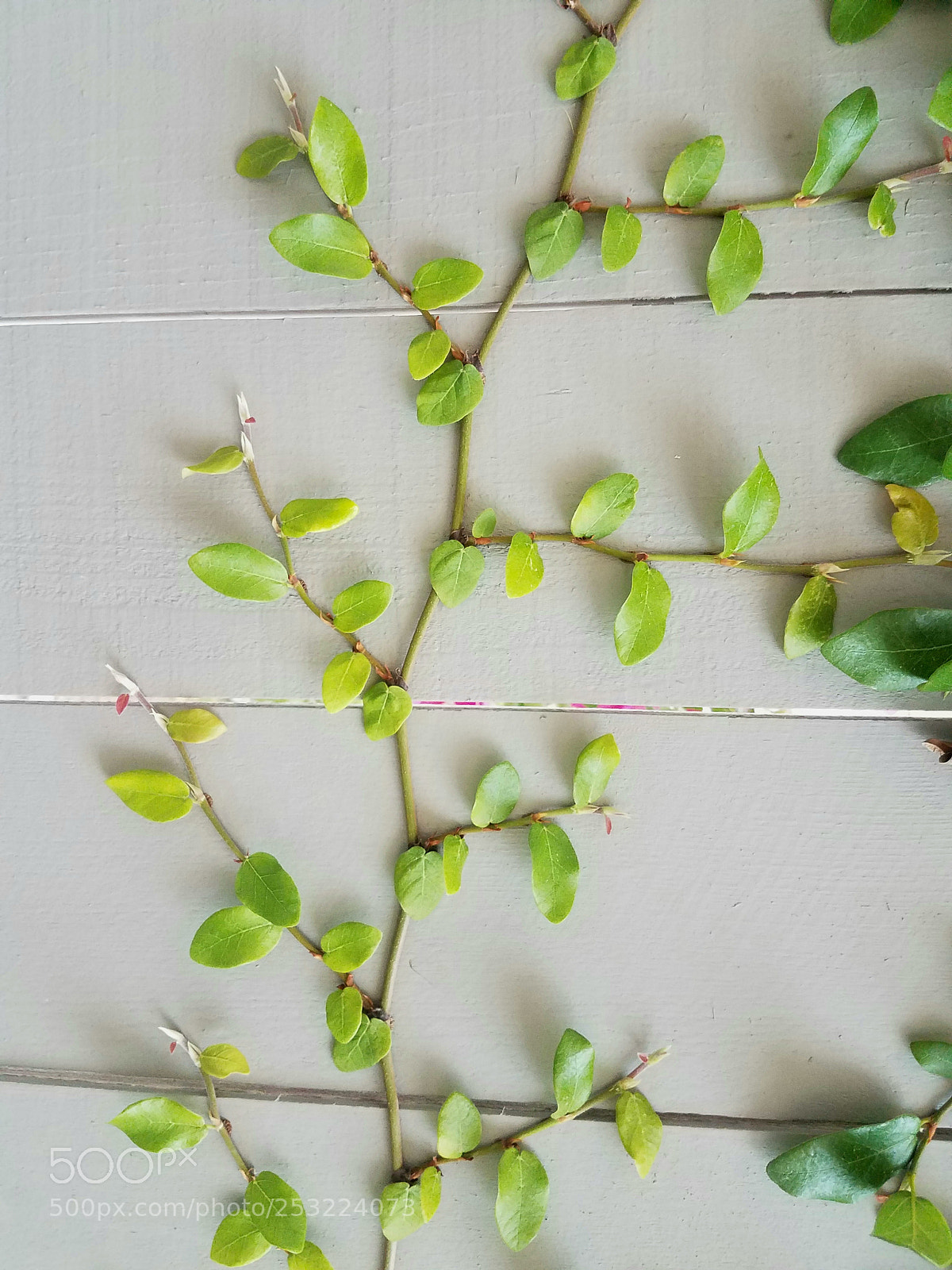 Samsung Galaxy S7 sample photo. Natures own patterns photography